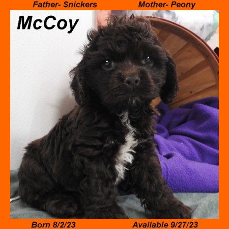 puppy, for, sale, Cocker Spaniel, Joe & Cherri  Overlease, dog, breeder, Miller, MO, dog-breeder, puppy-for-sale, forsale, nearby, find, puppyfind, locator, puppylocator, aca